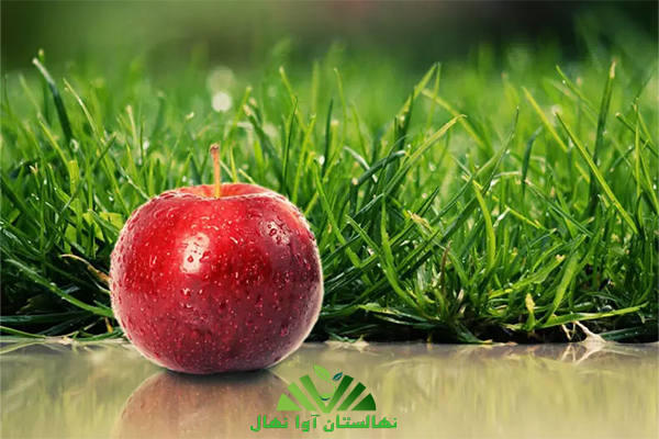 پایتخت سیب ایران معرفی شد